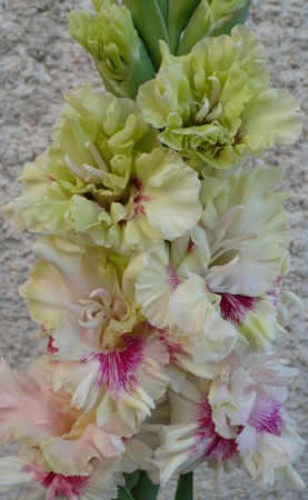 sem Bel.11-122 detail